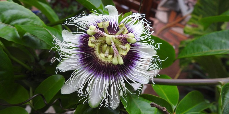 passion flower
