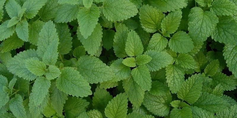 lemon balm for mood support
