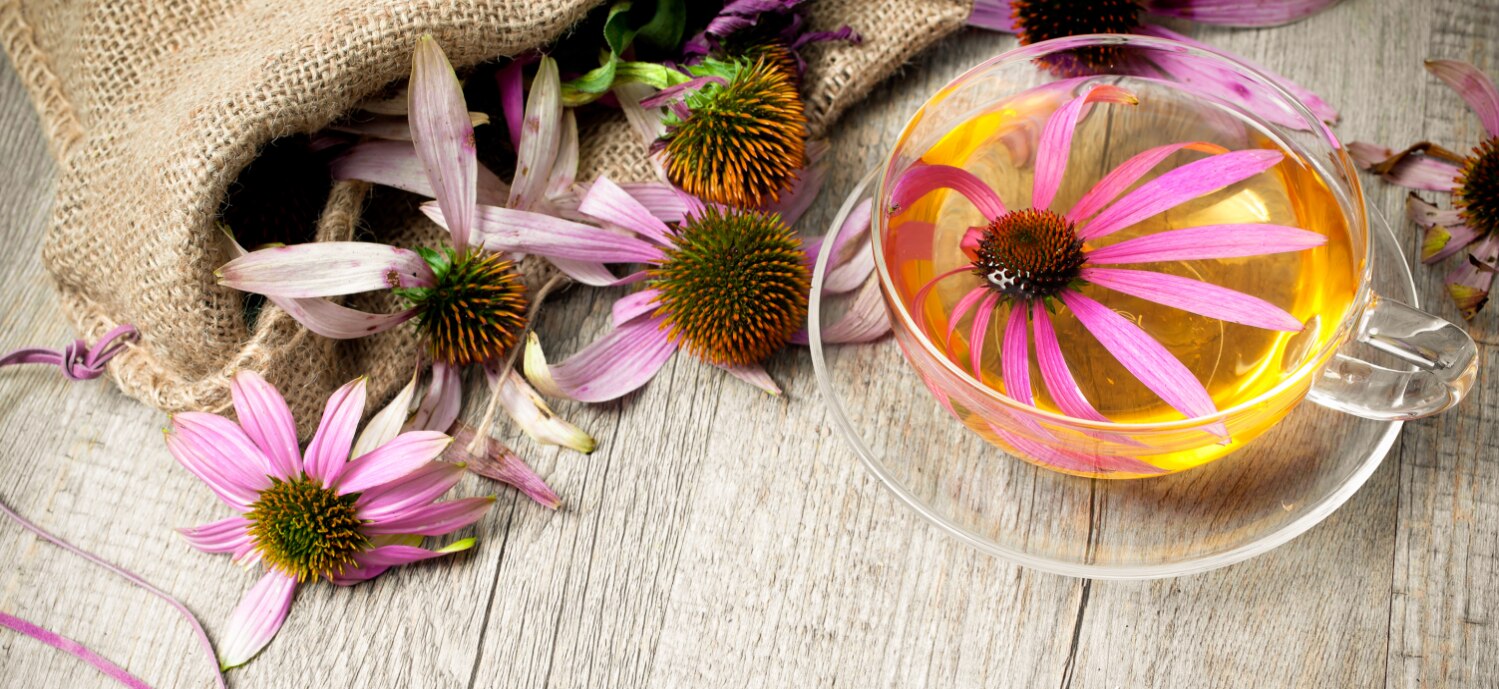Echinacea flowers and tea