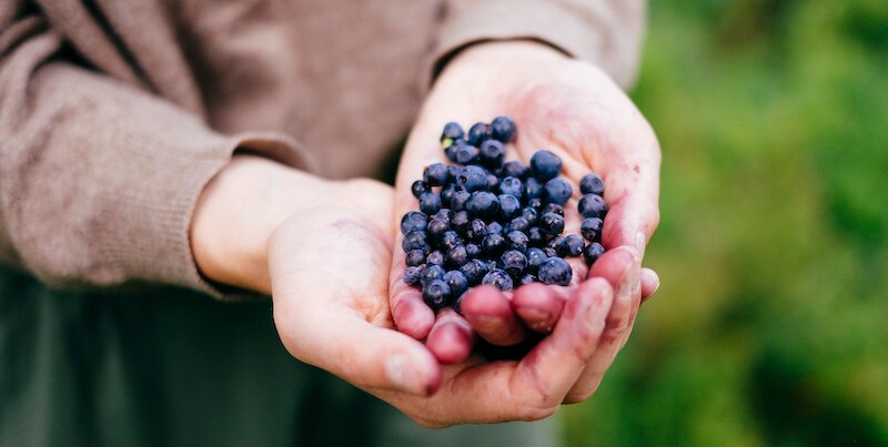bilberries for eye health