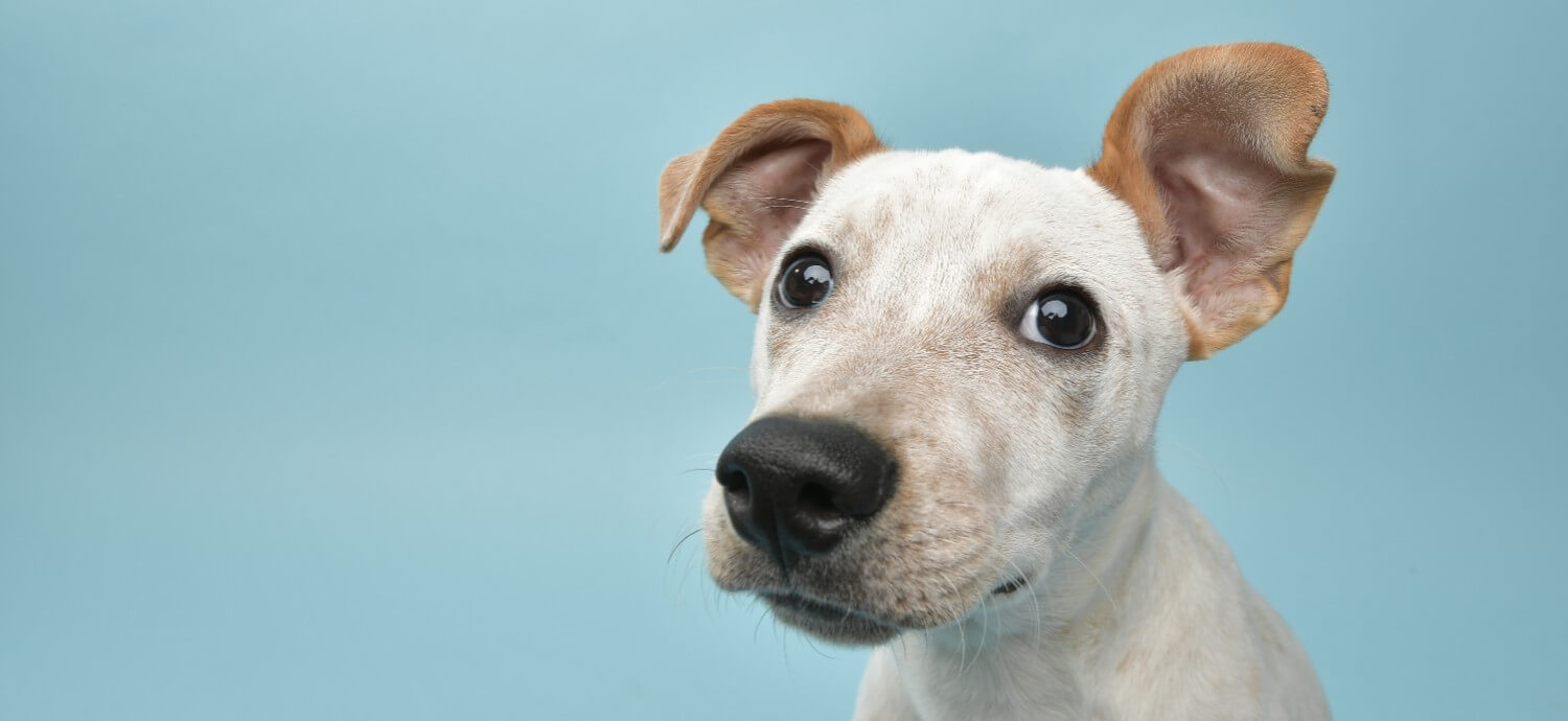 Young dog against a blue background