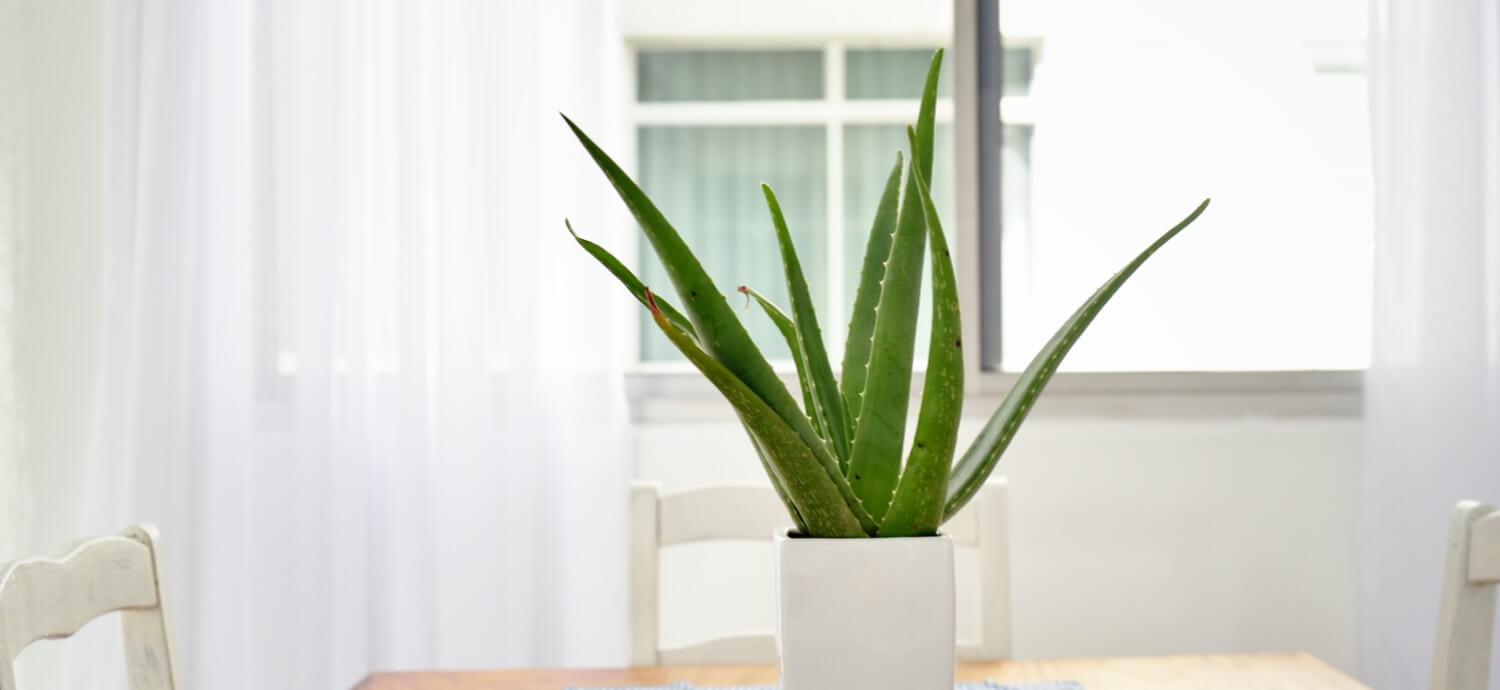 Puritan's Pride Aloe Vera