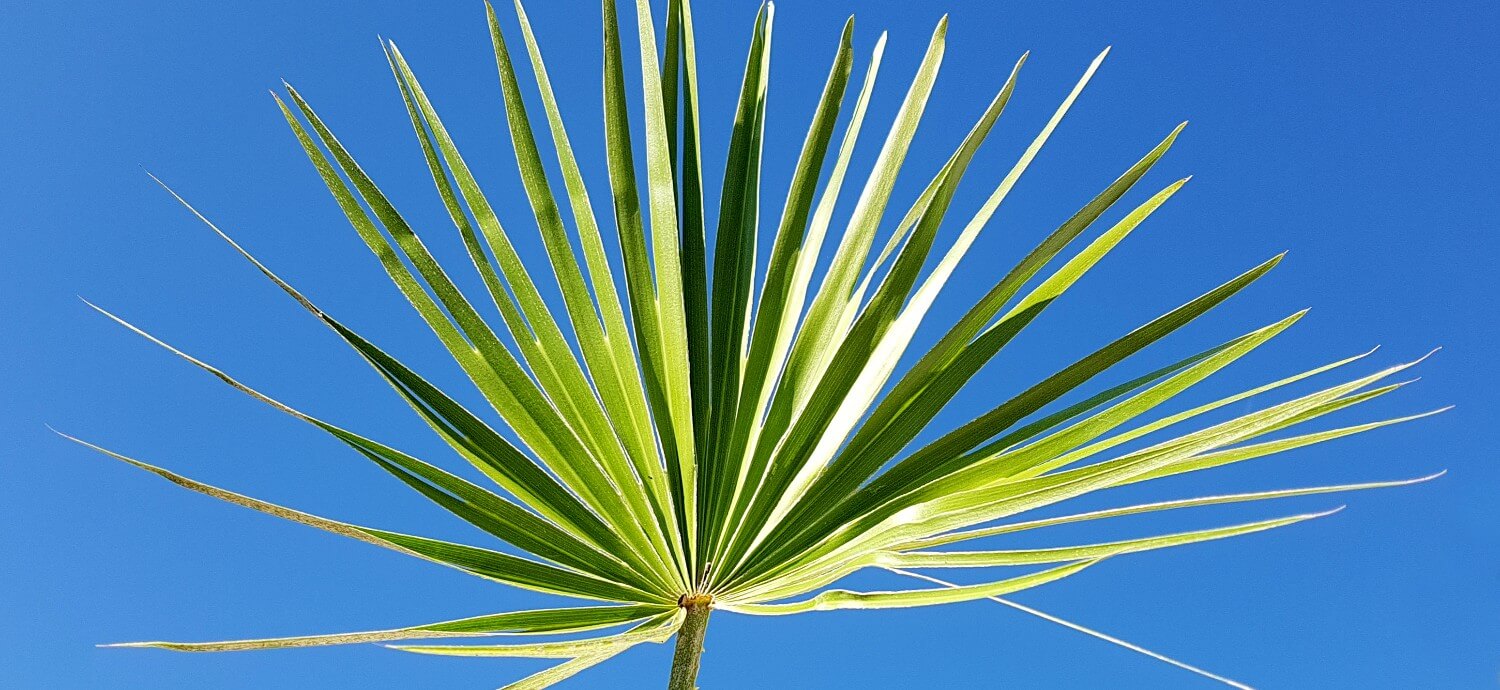 saw palmetto leaf