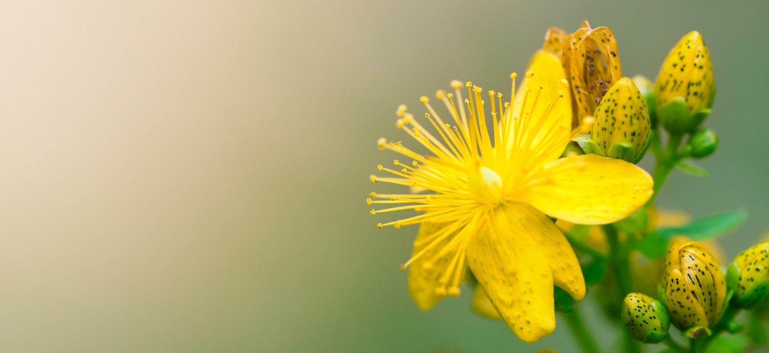 St. John's Wort