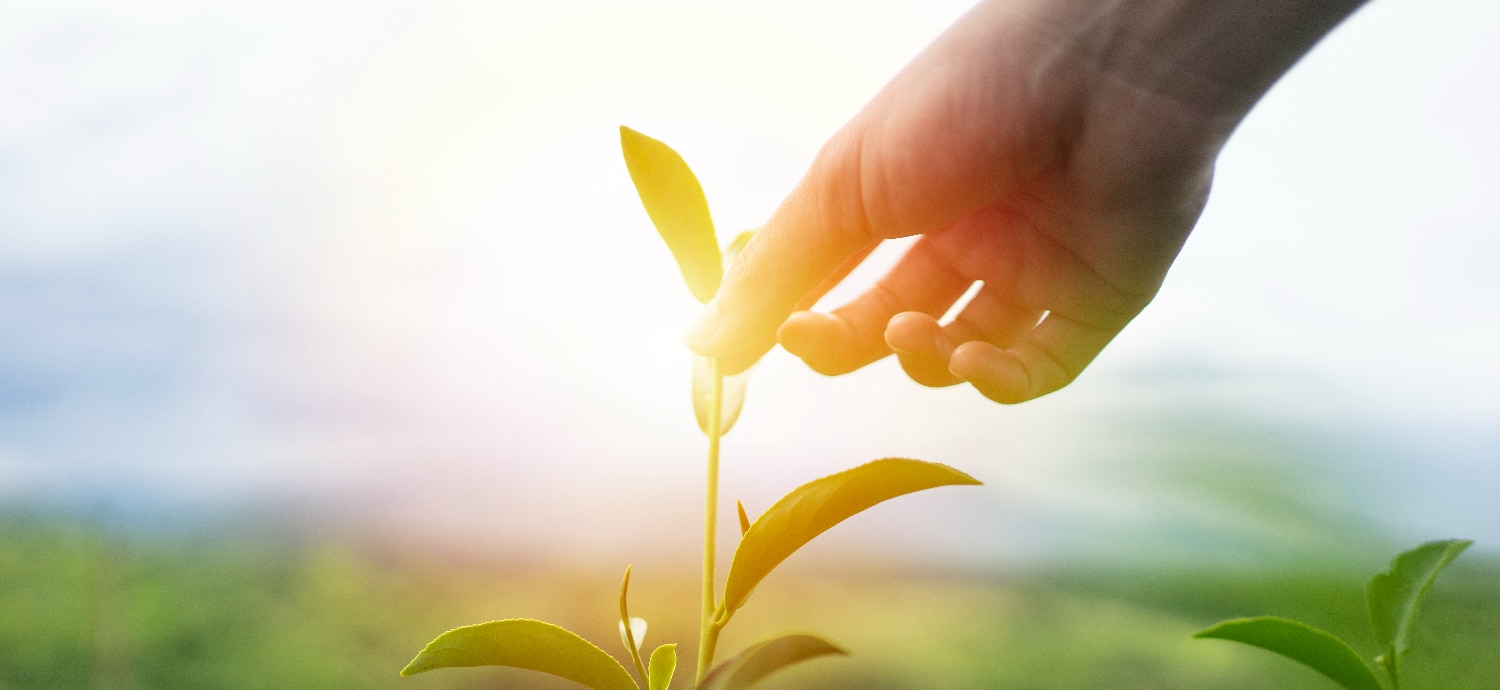 a hand reaching for green tea leaves botanical supplements