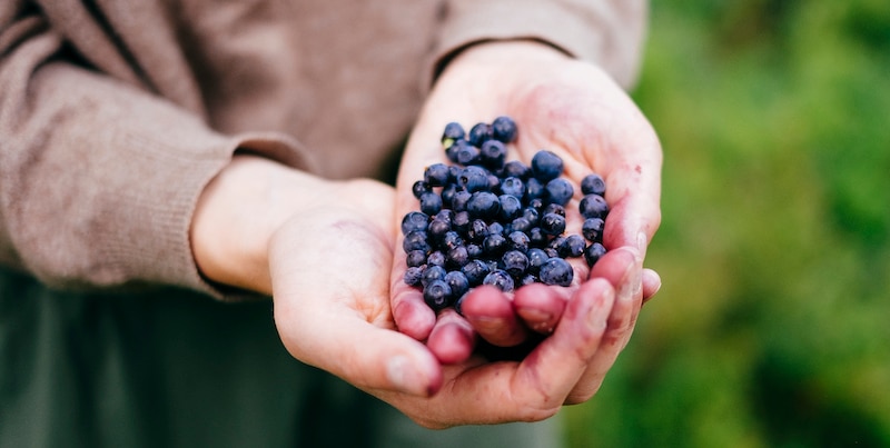 bilberries for eye health