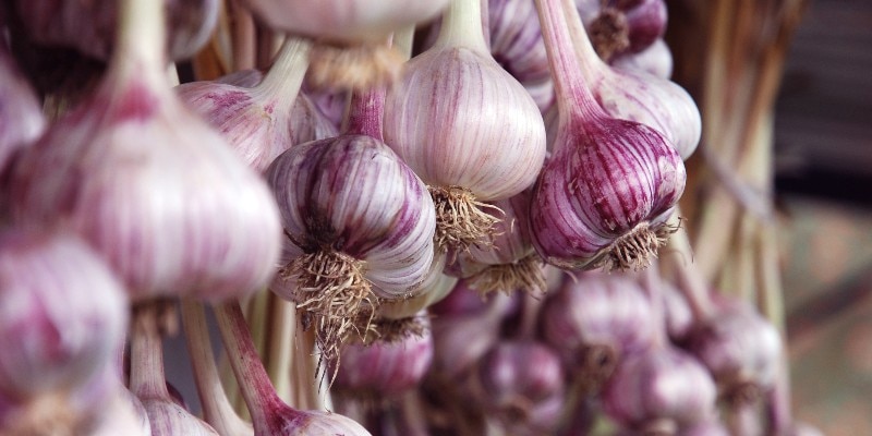 garlic bulbs