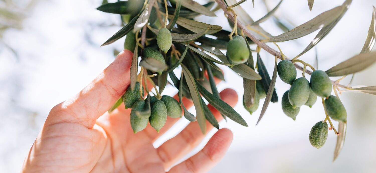 olive leaf for wellness