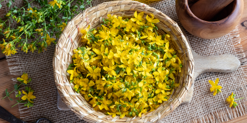 St. John's Wort flowers in a bowl relaxation