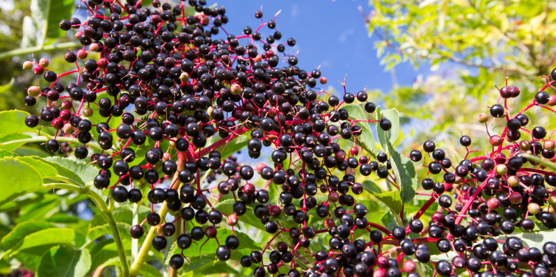 elderberry for immune support