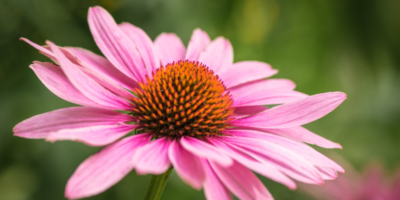 Echinacea flower is a leading immune support herb