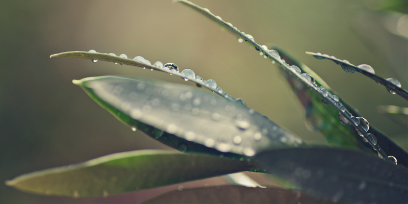 close up of olive leaves with water droplets botanical supplements