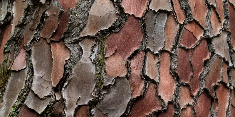 pycnogenol tree bark