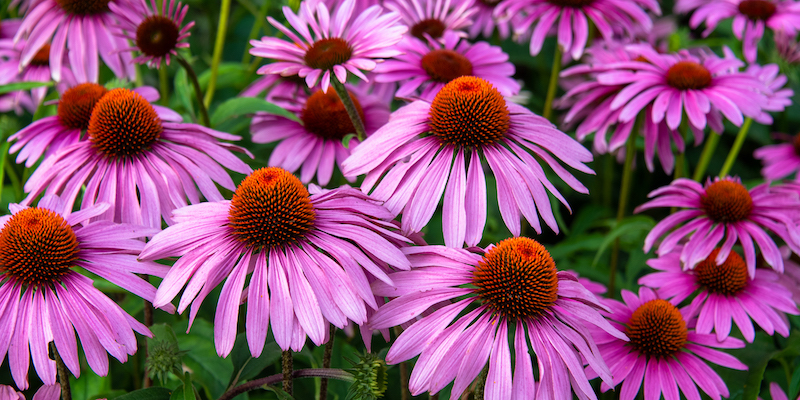 5 Common Plant Parts Used for Wellness echinacea