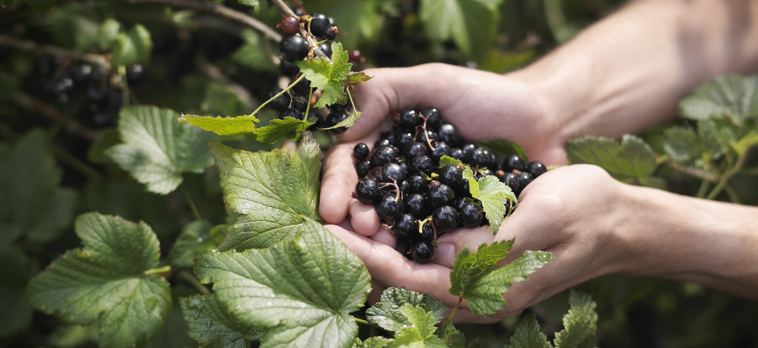 Discover Black Currant Oil Supplements for Women’s Health